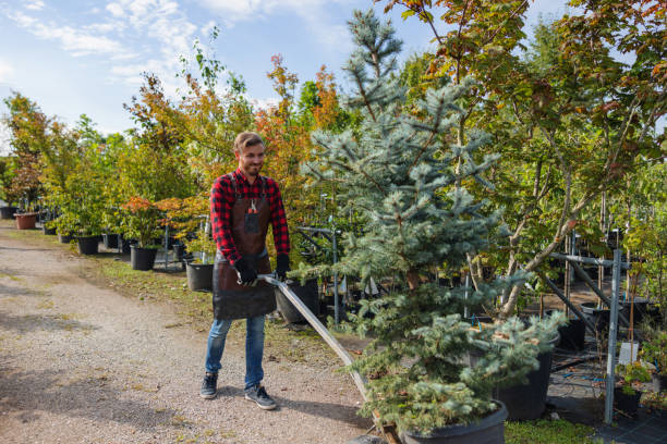 Professional Tree Removal and Landscaping Services in Ruskin, FL